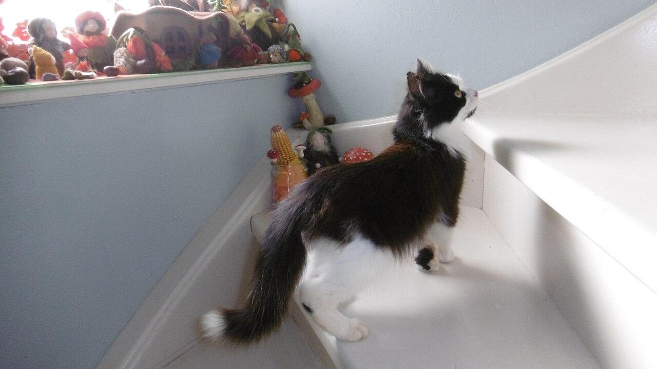 The Norwegian Black Metal Church Burnings and Murders