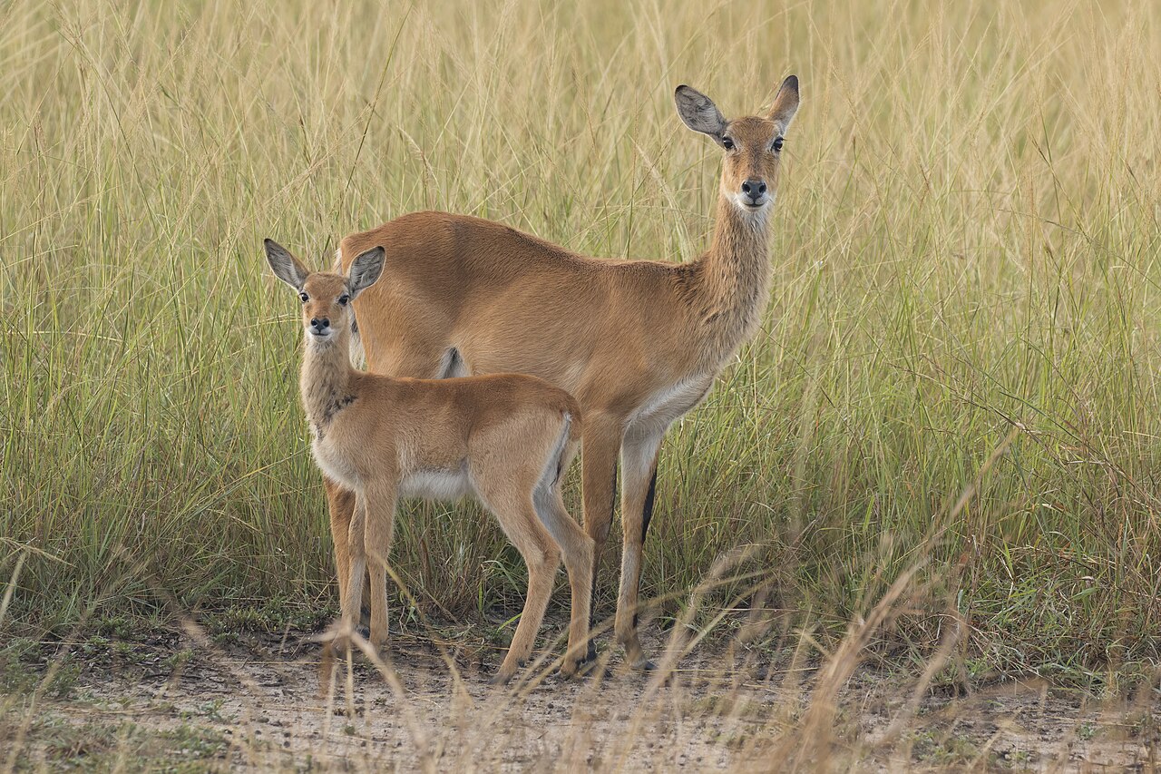 Ugandan kobs (Kobus kob thomasi) female and calf
