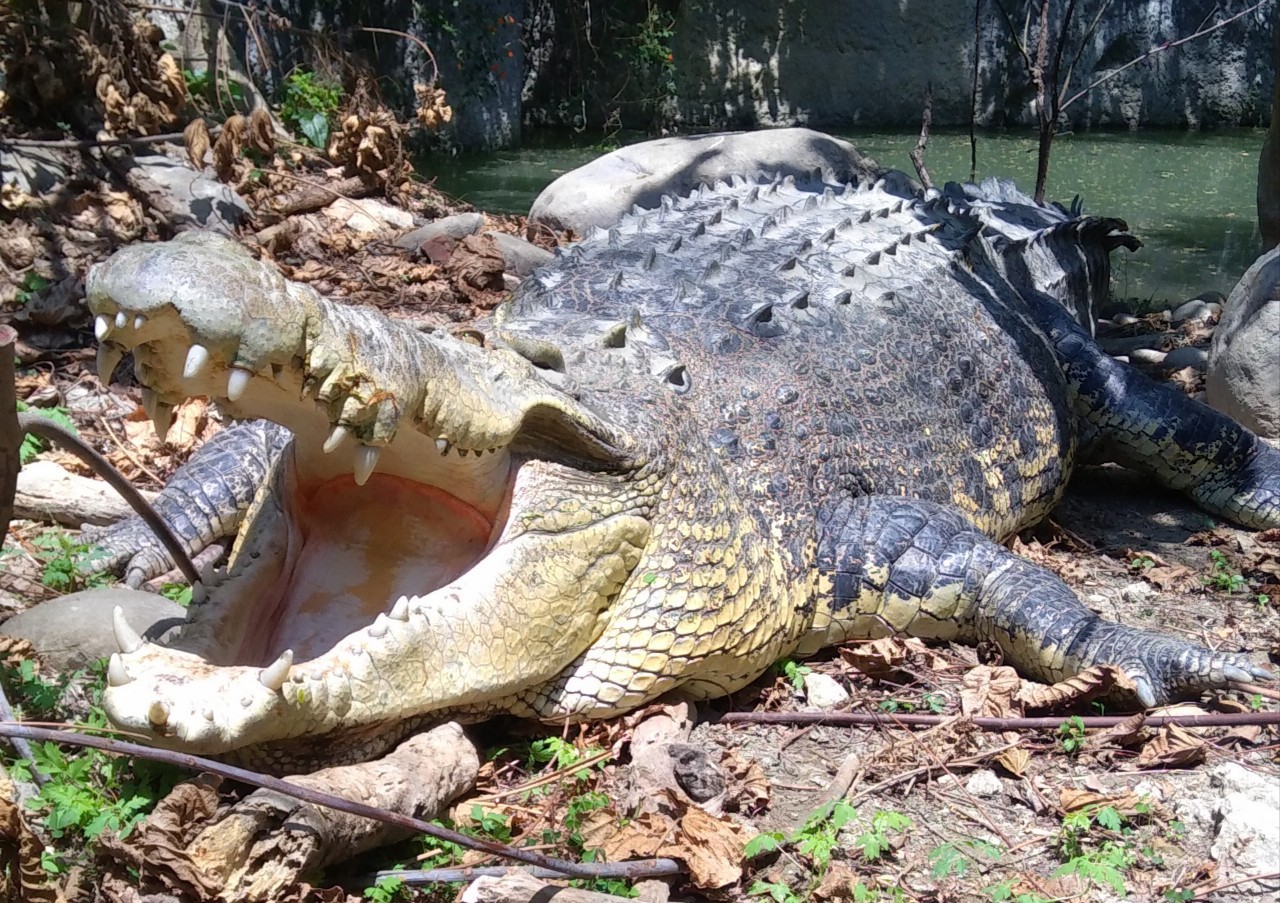 Salt-water Crocodile in Shoushan Zoo.jpg