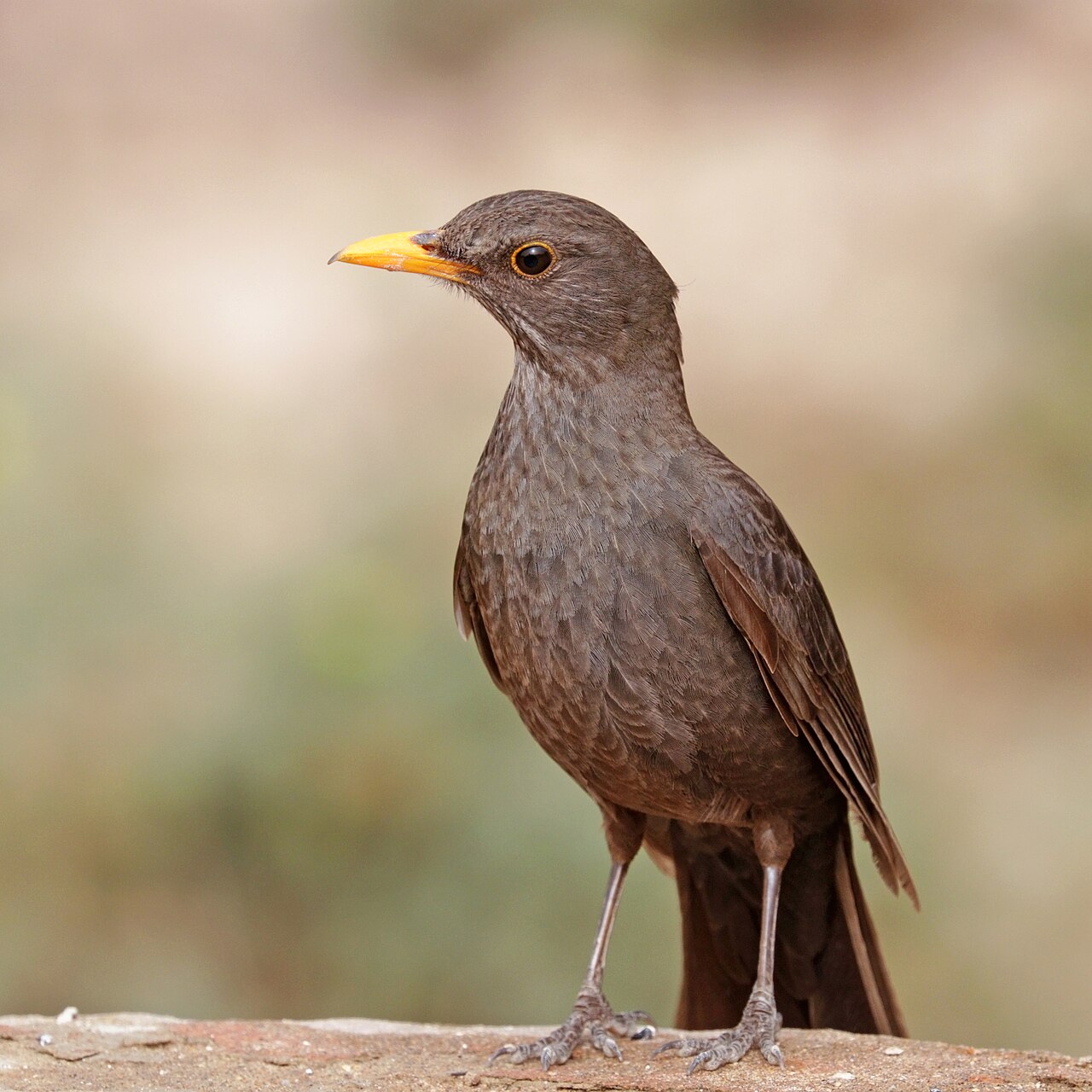 Common Blackbird (Turdus merula mauritanicus) female.jpg