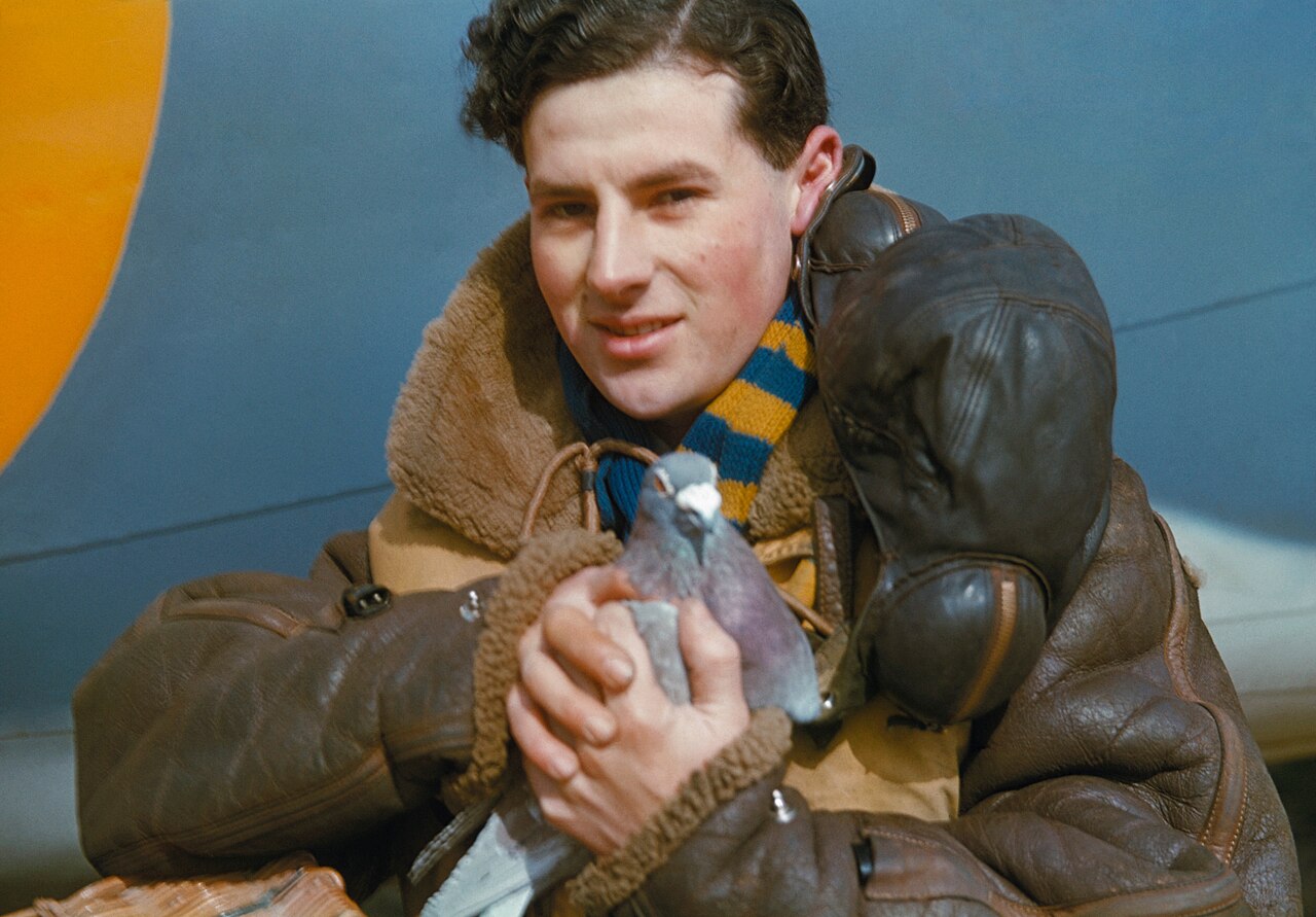 A member of the crew of an RAF Coastal Command Lockheed Hudson holding a carrier pigeon, 1942. TR42.jpg