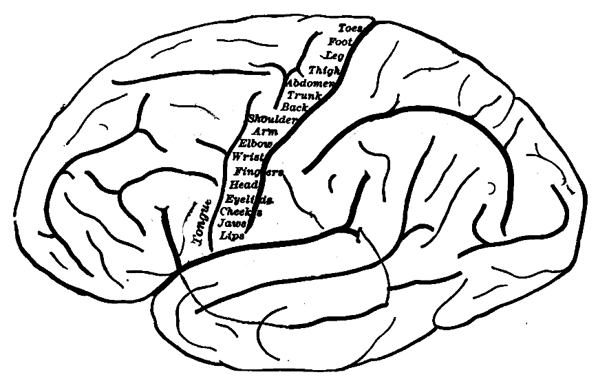 Human motor cortex topography