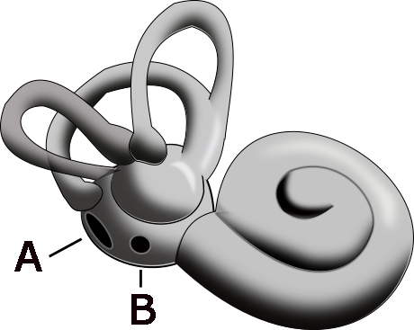 Inner ear 1