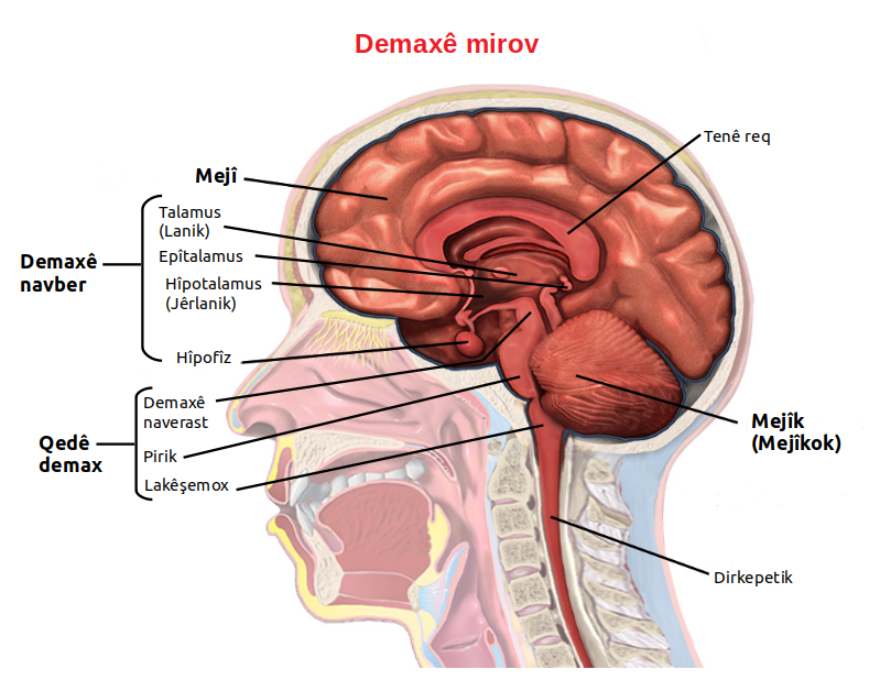 Brain Anatomy (Sagittal) ku.png